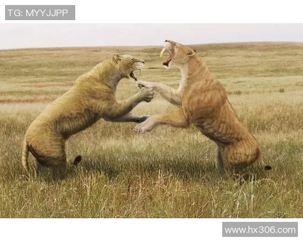 玻利维亚与洪都拉斯激战在即谁将赢得这场南北美洲对决的胜利